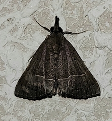 Hypena umbralis