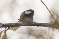 Periparus ater rufipectus