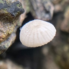 Mycena tenerrima