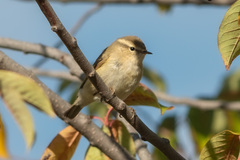 Phylloscopus humei