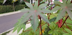 Ricinus