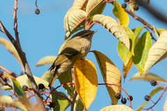 Phylloscopus humei