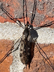 Tipula abdominalis
