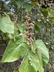 Paulownia tomentosa