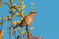 Phoenicurus erythronotus