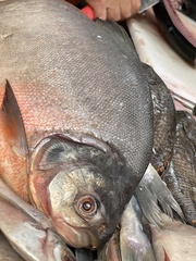 Piaractus brachypomus