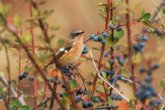 Phoenicurus erythronotus