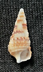 Cerithium atratum