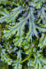 Marchantia polymorpha polymorpha