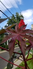 Ricinus