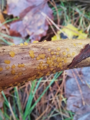 Dacrymyces capitatus