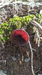 Geoscypha violacea