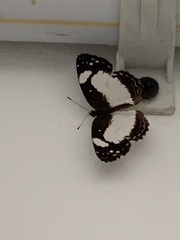 Janatella leucodesma