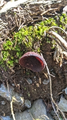 Geoscypha violacea