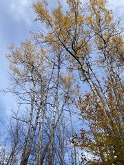 Populus grandidentata