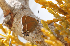 Callophrys spinetorum