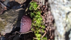Geoscypha violacea