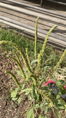 Amaranthus palmeri