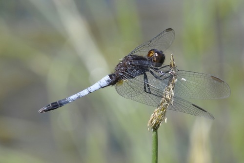 Plateau Dragonlet