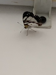 Janatella leucodesma