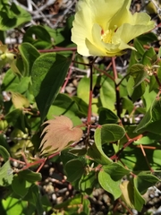 Gossypium davidsonii