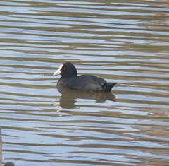 Fulica atra australis