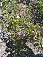 Gossypium davidsonii