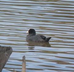 Fulica atra australis