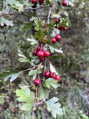 Crataegus