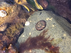 Testudinalia testudinalis