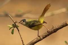Erythrocercus livingstonei