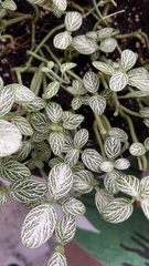 Fittonia albivenis