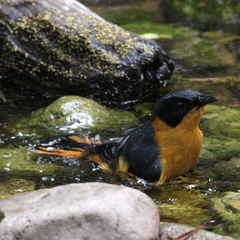 Cossypha dichroa dichroa