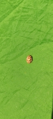 Coccinellinae