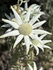 Actinotus helianthi