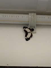 Janatella leucodesma