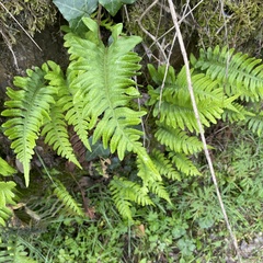 Polypodium