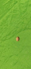 Coccinellinae