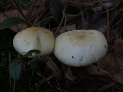 Zhuliangomyces illinitus