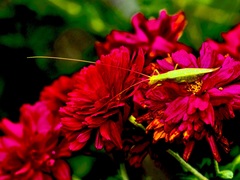 Oecanthus exclamationis