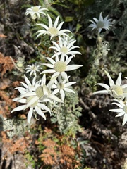 Actinotus helianthi