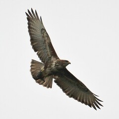 Buteo trizonatus