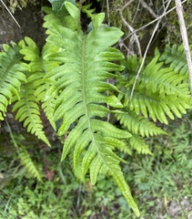 Polypodium