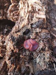 Ascocoryne sarcoides