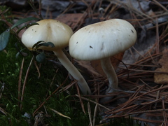 Zhuliangomyces illinitus