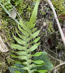 Polypodium