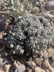 Eriogonum shockleyi
