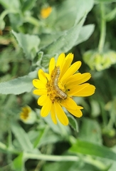 Helicoverpa armigera