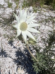 Actinotus helianthi