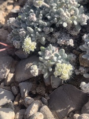 Eriogonum shockleyi